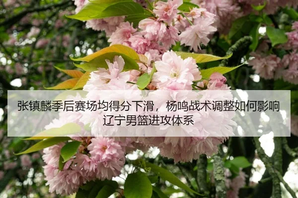 zhang-zhen-lin-ji-hou-sai-chang-jun-de-fen-xia-hua-yang-ming-zhan-shu-tiao-zheng-ru-he-ying-xiang-liao-ning-nan-lan-jin-3-436.jpg